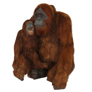 Orangutan PNG-31379